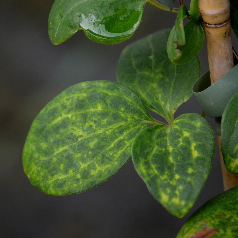 Waldrebe Hanagurama - Clematis (Laub)