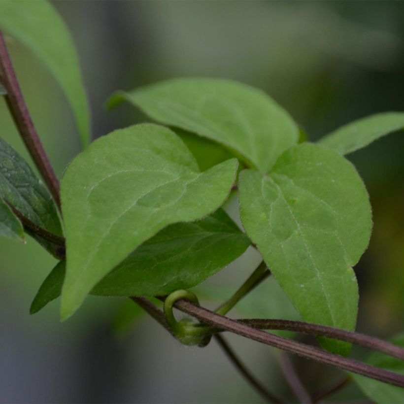 Waldrebe Hendryetta - Clematis (Laub)