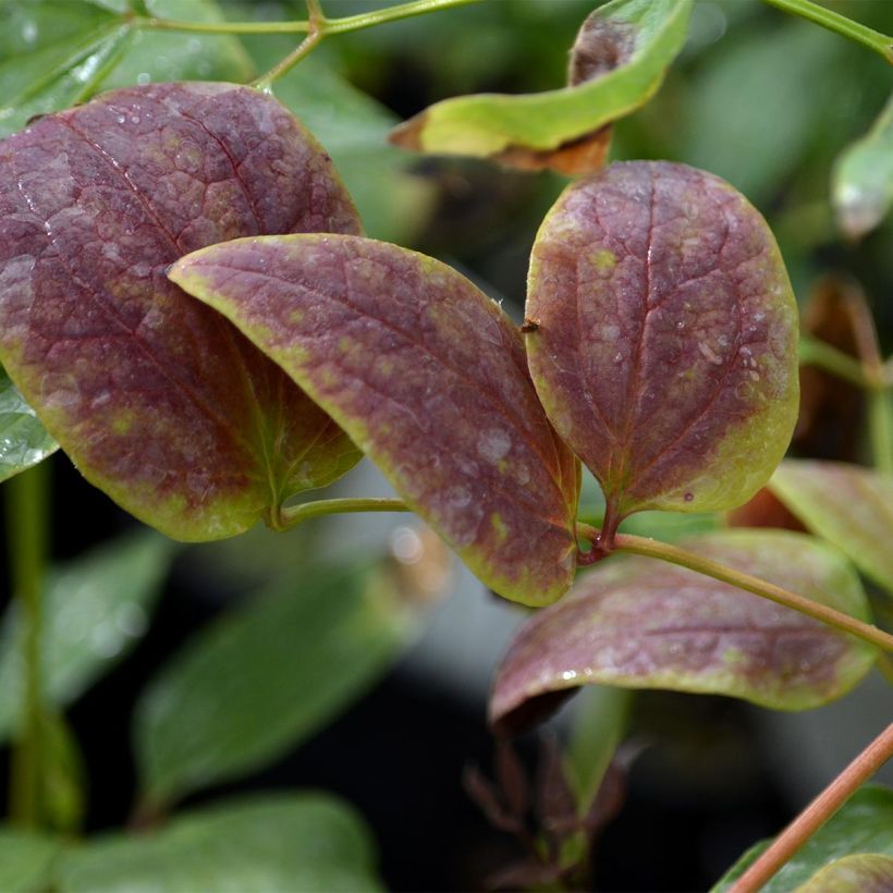 Clematis recta Purpurea - Waldrebe (Laub)