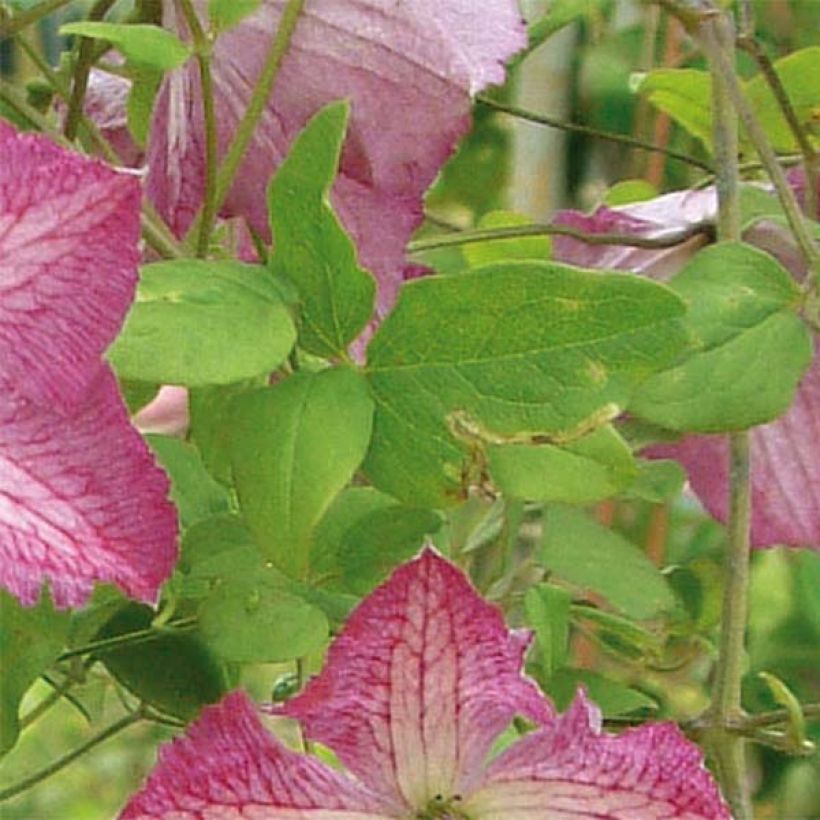 Clematis viticella I am Happy - Waldrebe (Laub)