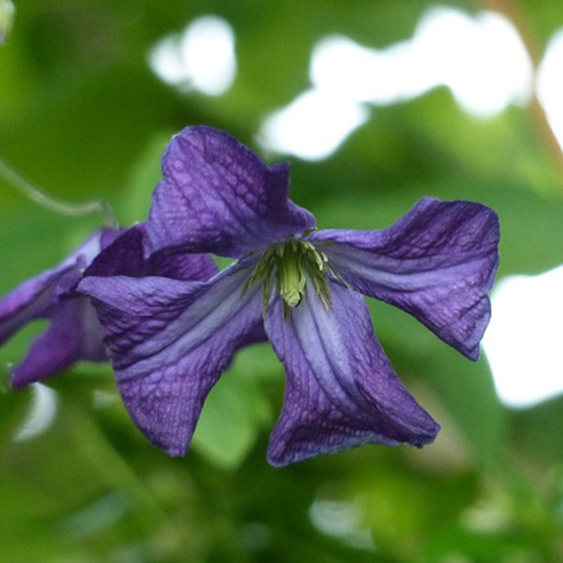 Clematis viticella - Waldrebe (Blüte)