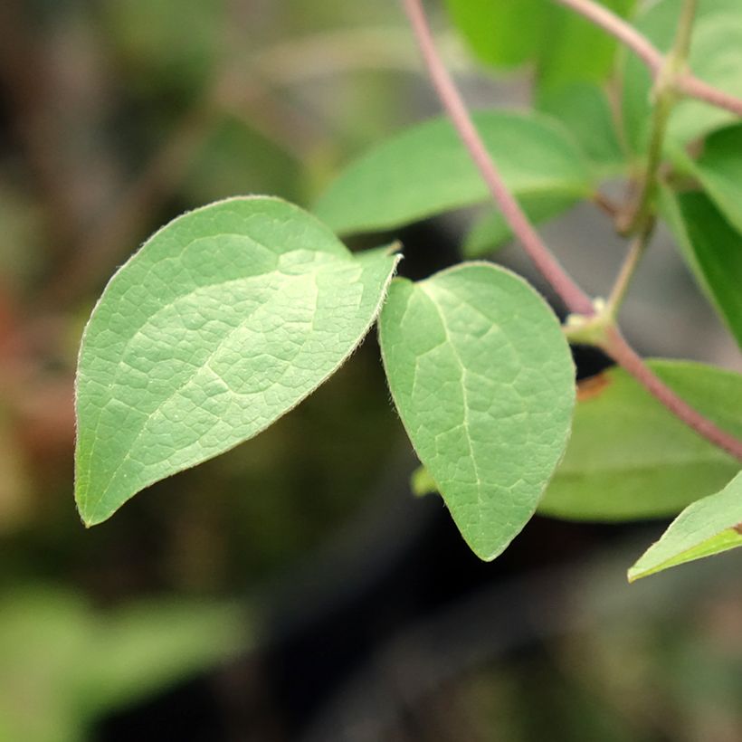 Clematis viticella Justa - Waldrebe (Laub)