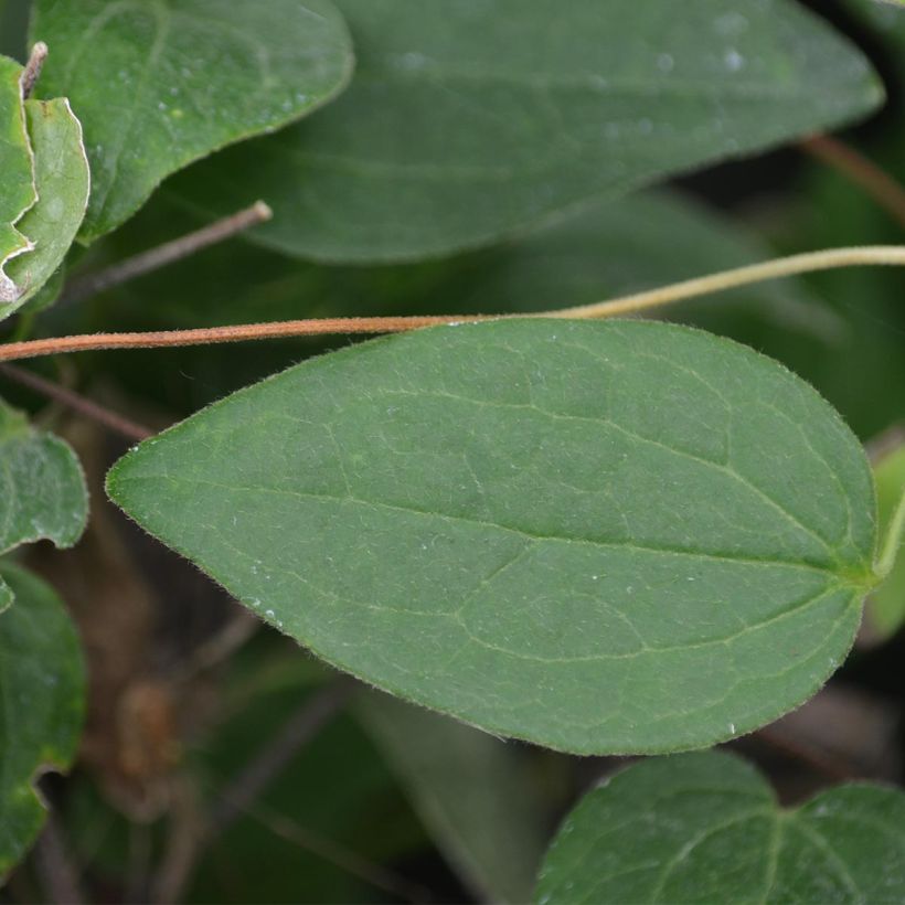 Waldrebe Juuli - Clematis (Laub)