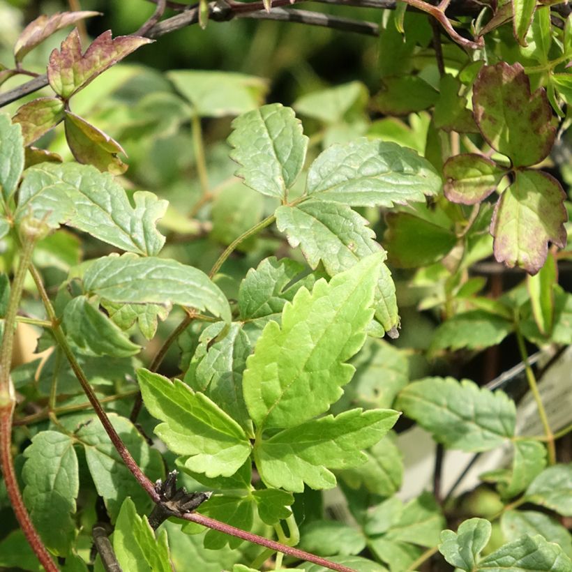 Waldrebe Willy - Clematis macropetala (Laub)