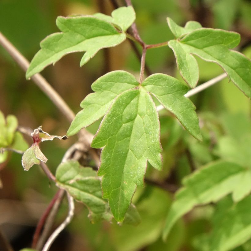 Clematis macropetala - Waldrebe (Laub)