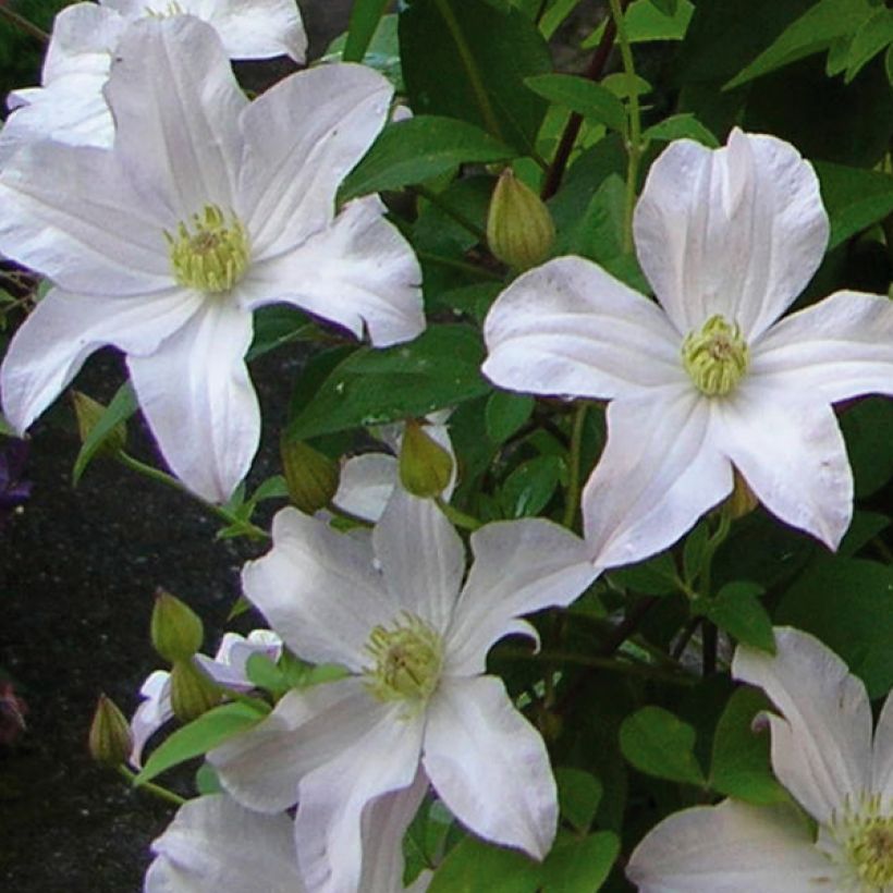 Waldrebe Mme Lecoultre - Clematis (Blüte)