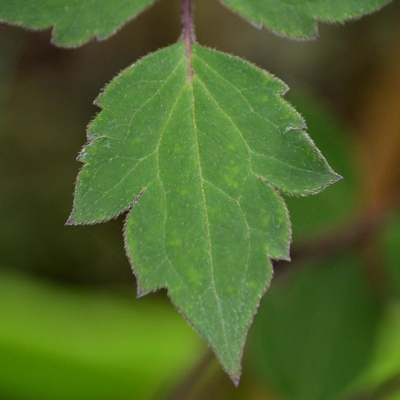 Clematis montana Giant Star - Berg-Waldrebe (Laub)