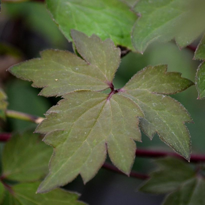 Waldrebe Sanssouci - Clematis (Laub)