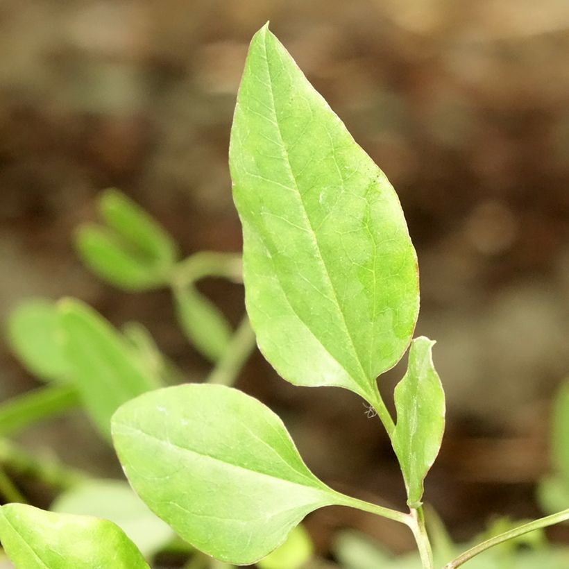 Clematis flammula - Waldrebe (Laub)