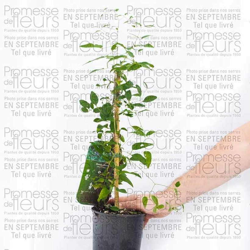 Beispiel eines Exemplars von Clématite - Clematis pitcheri Pot de 2L/3L wie geliefert