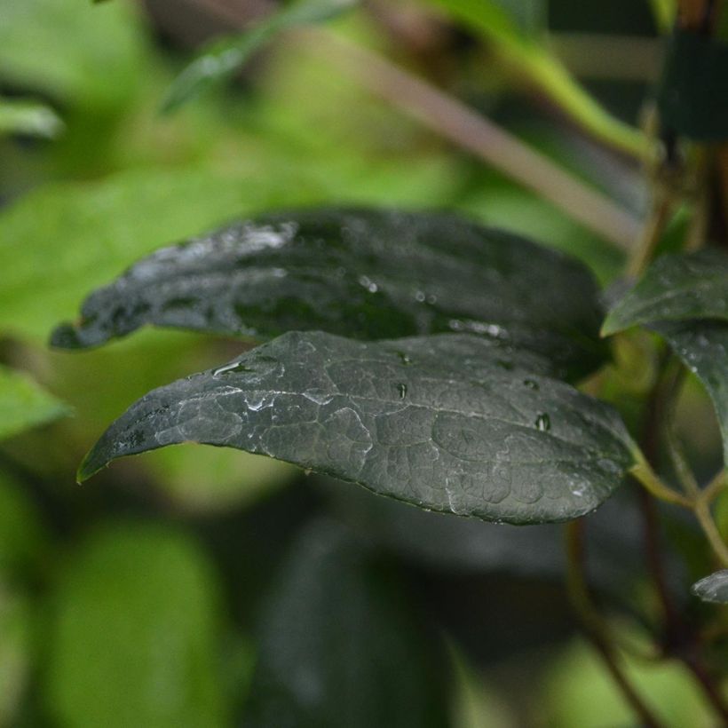 Waldrebe Proteus - Clematis (Laub)