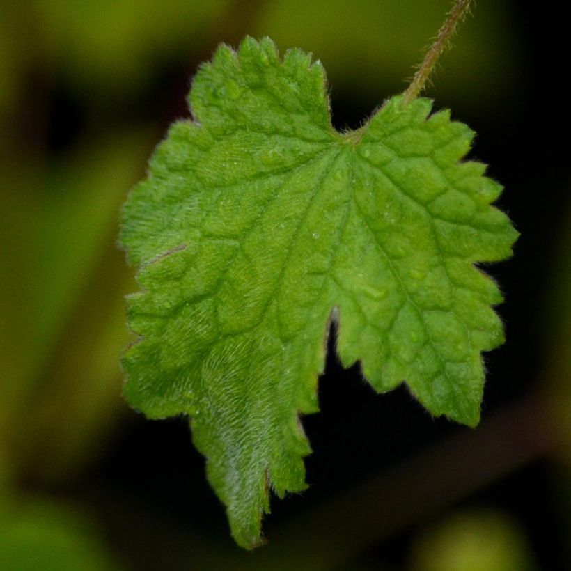 Clematis rehderiana - Waldrebe (Laub)