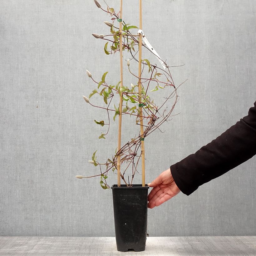 Exemplar von Waldrebe Saphyra Nancy - Clematis Topf mit 2L/3L wie im Frühjahr geliefert