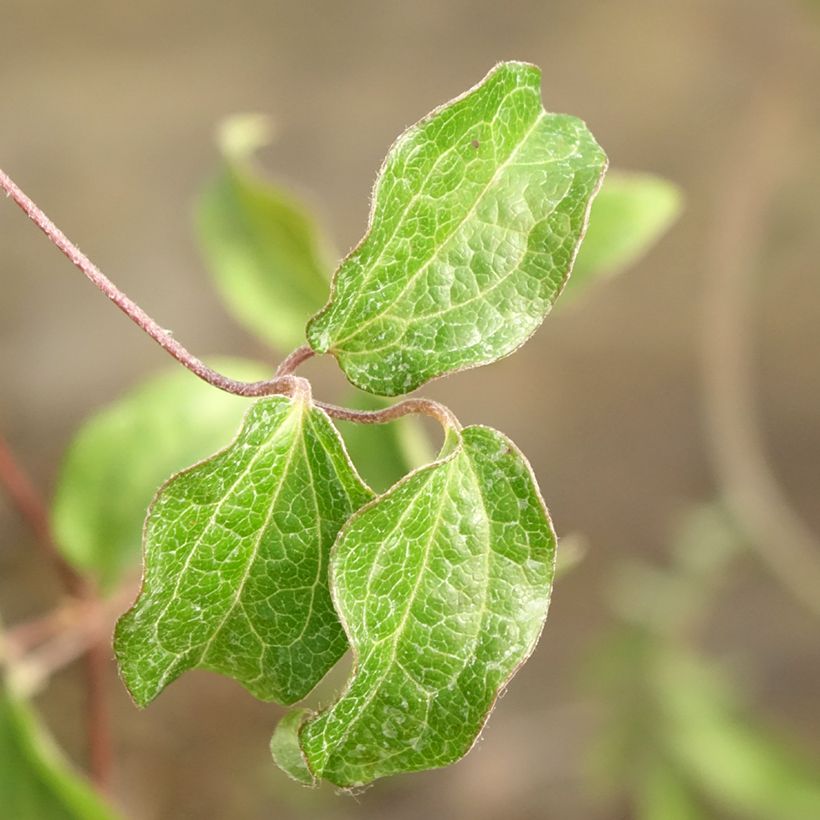 Waldrebe Saphyra Nancy - Clematis (Laub)