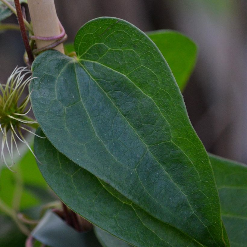 Waldrebe Snow Queen - Clematis (Laub)