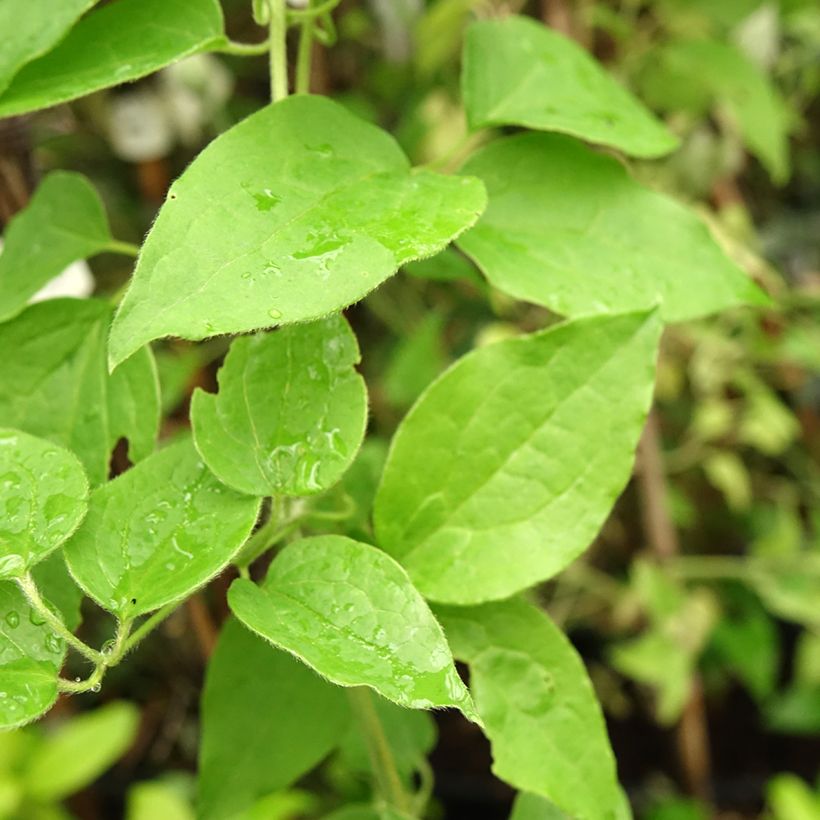 Waldrebe Sparkler - Clematis (Laub)