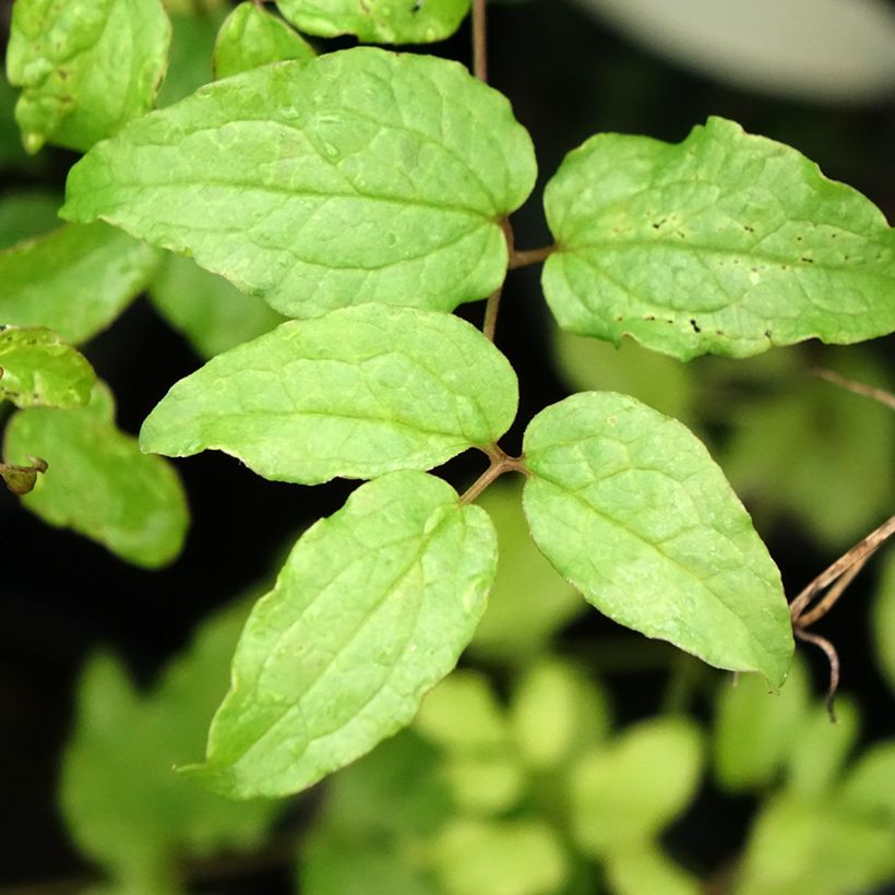 Clematis viticella Dark Eyes - Waldrebe (Laub)