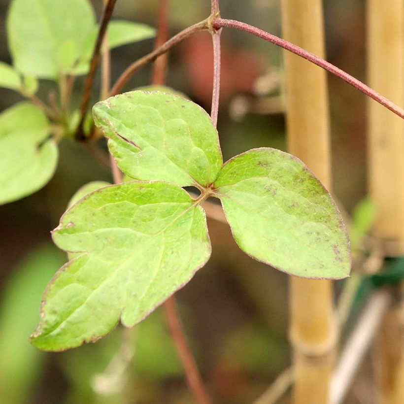 Clematis viticella John Howells - Waldrebe (Laub)