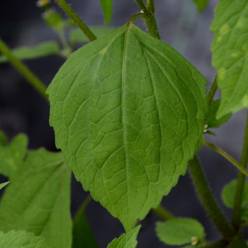 Clematis viticella Purpurea Plena Elegans - Waldrebe (Laub)