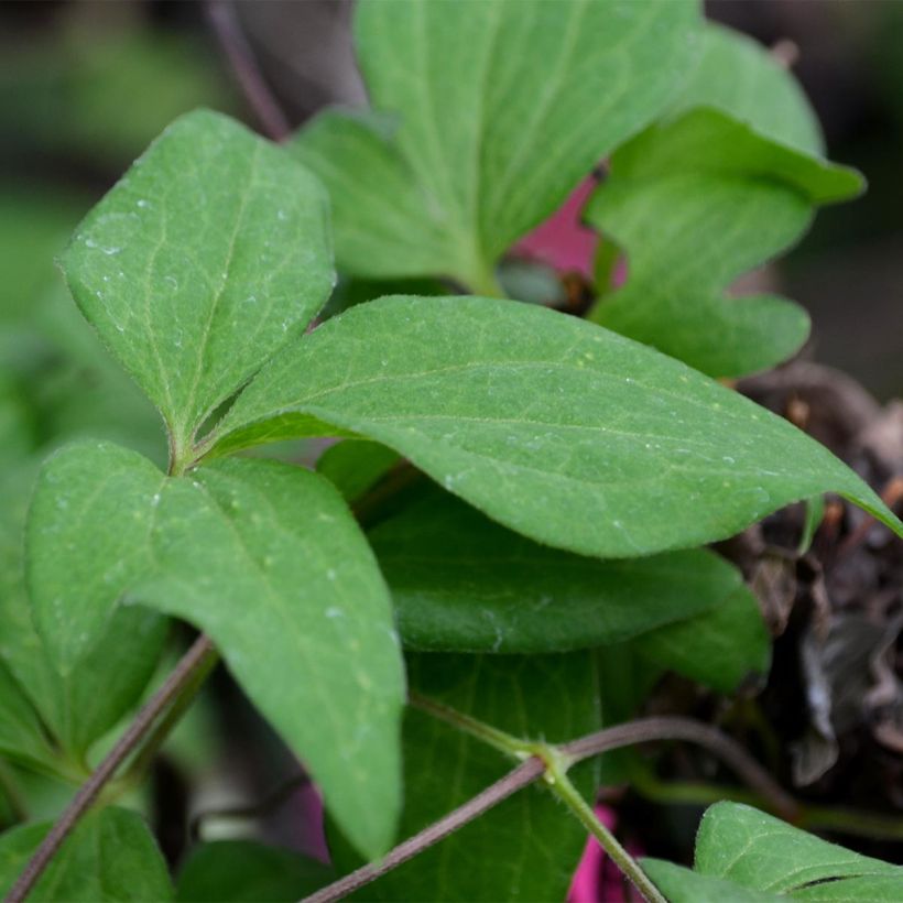 Waldrebe Westerplatte - Clematis (Laub)