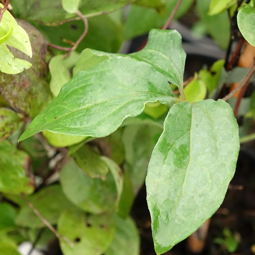 Waldrebe Xerxes - Clematis (Laub)