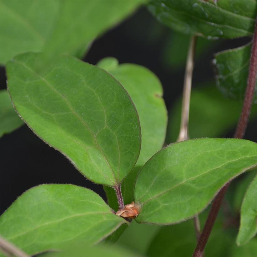 Waldrebe Yukiokoshi - Clematis (Laub)