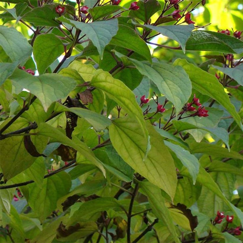 Japanischer Losbaum - Clerodendrum trichotomum (Laub)