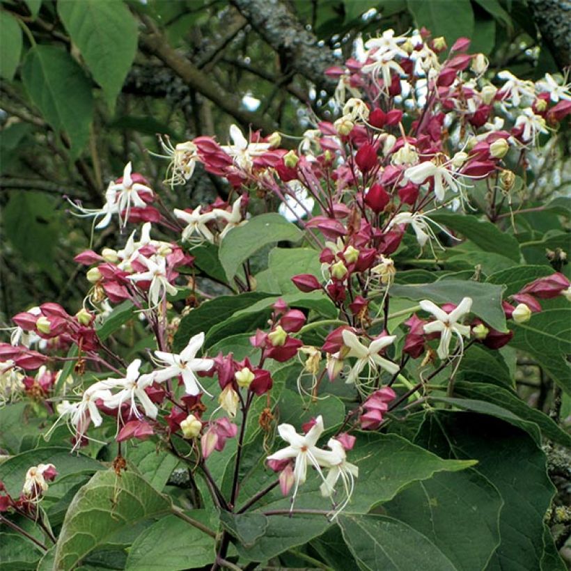 Japanischer Losbaum - Clerodendrum trichotomum (Blüte)