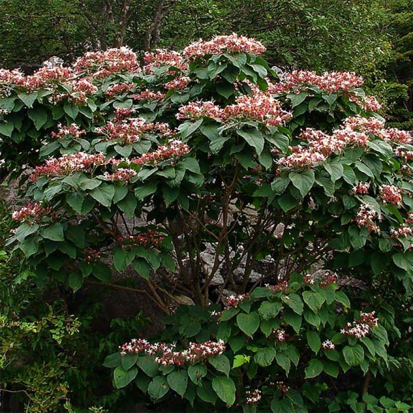 Japanischer Losbaum - Clerodendrum trichotomum (Hafen)