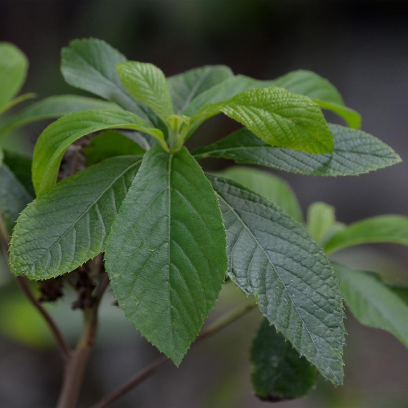 Clethra alnifolia - Scheineller (Laub)