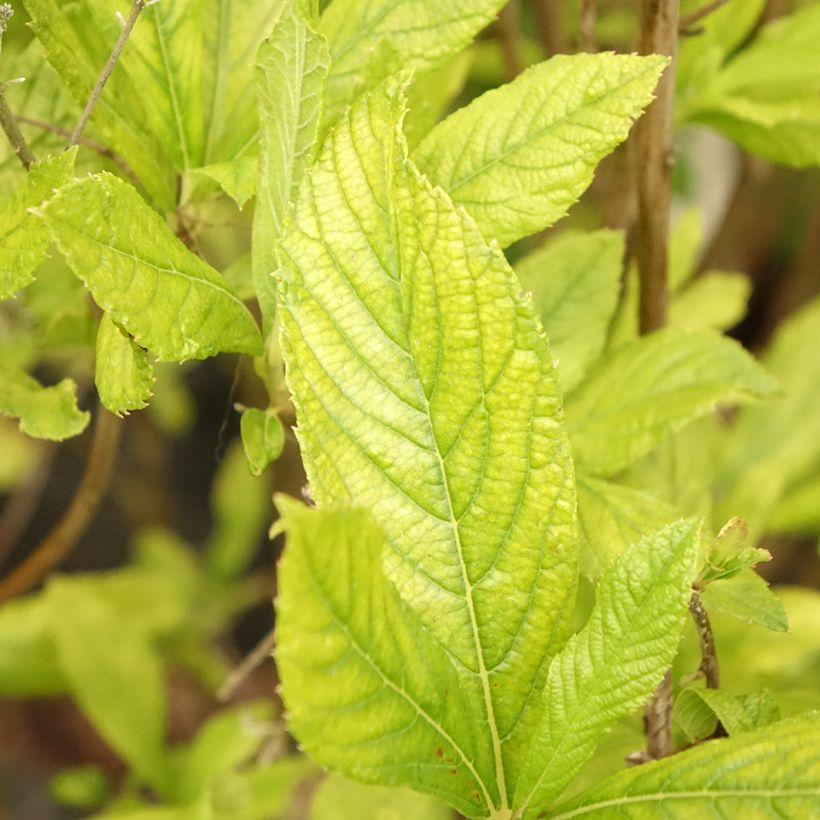 Clethra alnifolia Anne Bidwell - Scheineller (Laub)