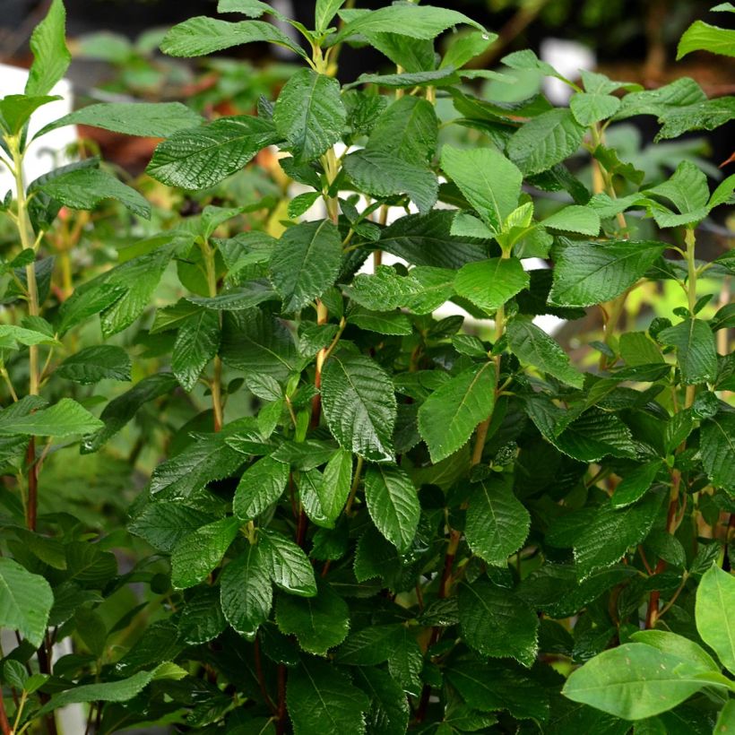 Clethra alnifolia Ruby Spice - Scheineller (Hafen)