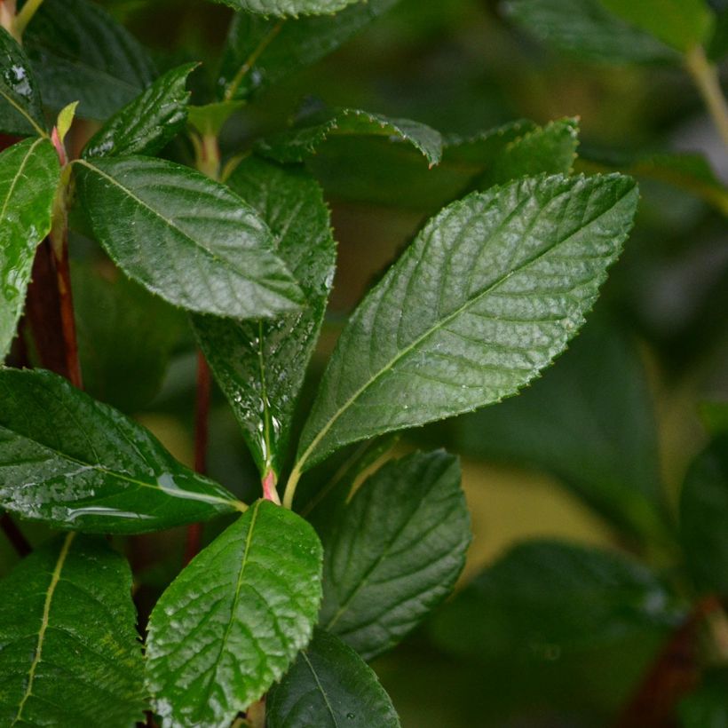 Clethra alnifolia Ruby Spice - Scheineller (Laub)