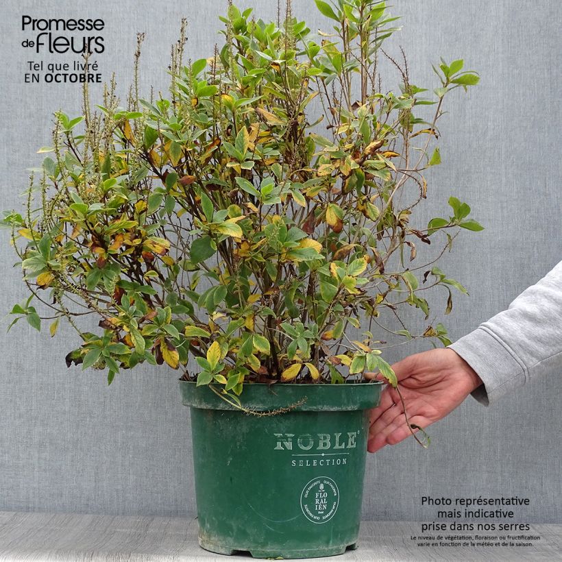 Exemplar von Clethra alnifolia Sixteen Candles en pot de 7,5l/10l wie im Herbst geliefert