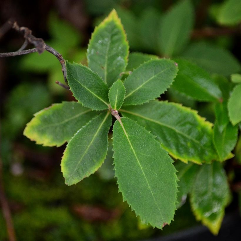 Clethra barbinervis - Scheineller (Laub)