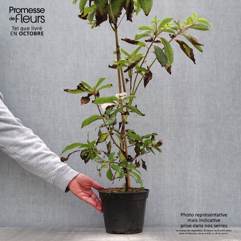 Exemplar von Clethra barbinervis Great Star Pot de 4L/5L wie im Herbst geliefert