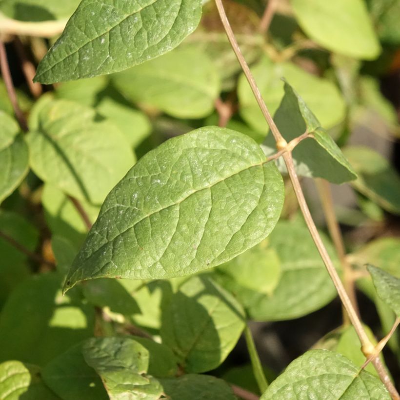 Clethra fargesii - Farges Zimterle (Laub)