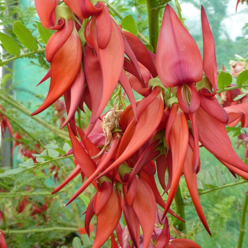 Clianthus puniceus Kaka King - Ruhmesblume (Blüte)