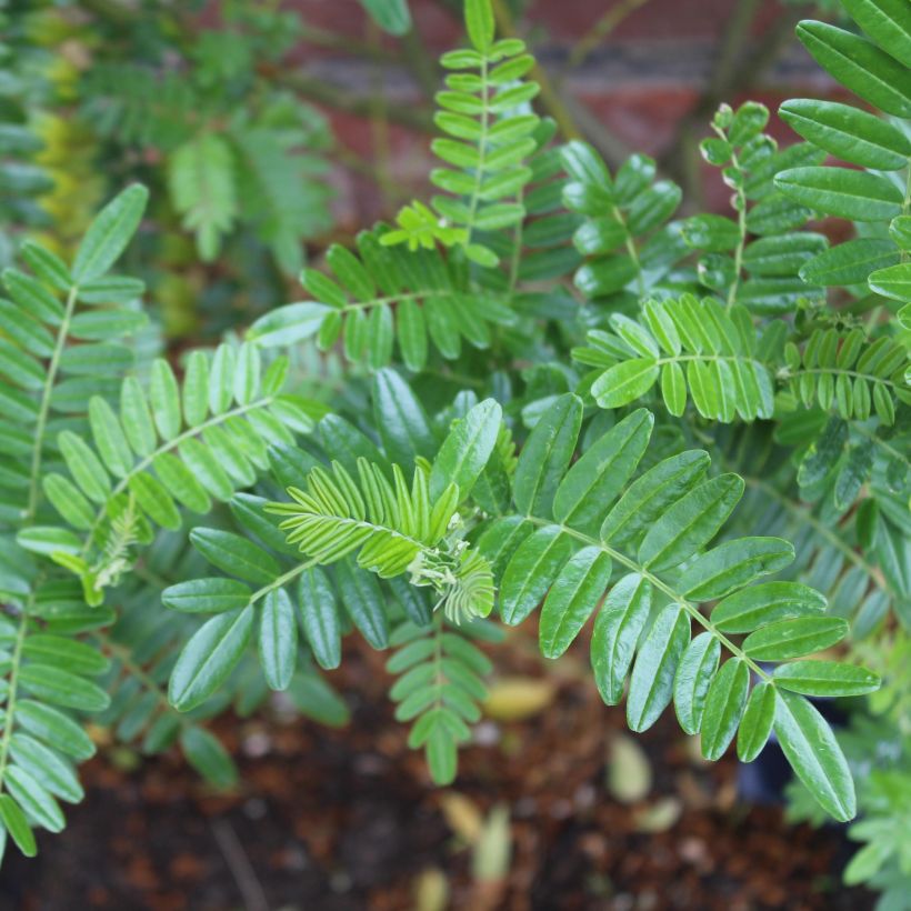 Clianthus puniceus Kaka King - Ruhmesblume (Laub)