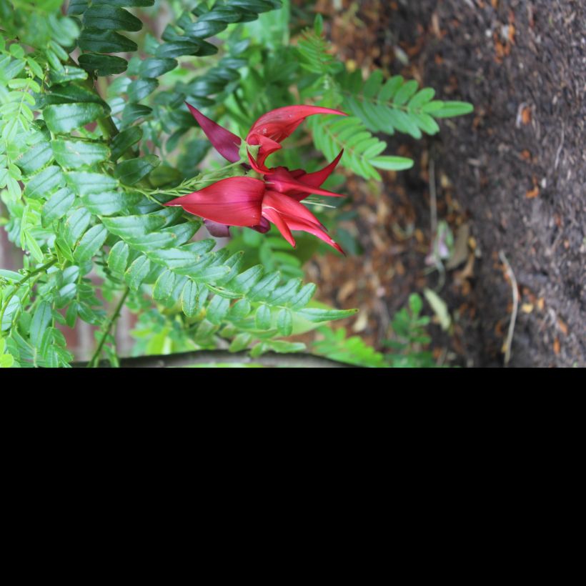 Clianthus puniceus Kaka King - Ruhmesblume (Blüte)