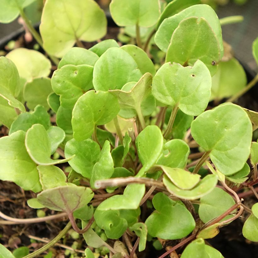 Echtes Löffelkraut - Cochlearia officinalis (Laub)