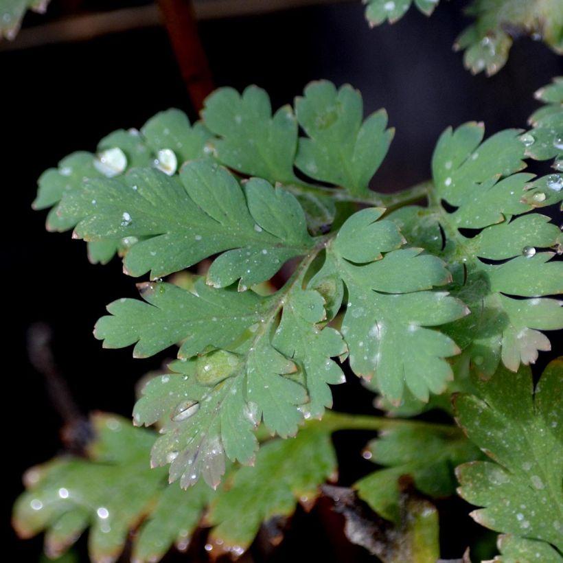 Dicentra formosa Luxuriant - Zwerg-Herzblume (Laub)