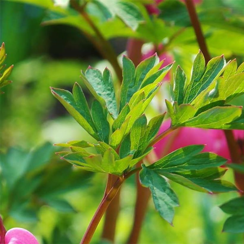 Dicentra spectabilis - Tränendes Herz (Laub)