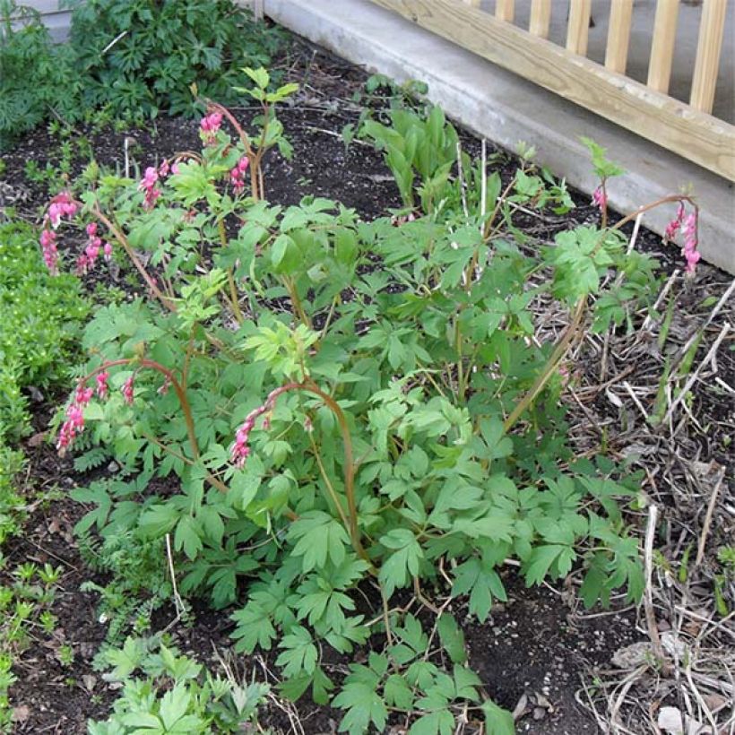 Dicentra spectabilis - Tränendes Herz (Hafen)