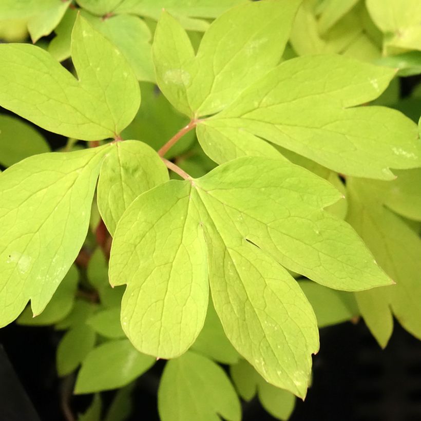 Dicentra spectabilis Ruby Gold - Tränendes Herz (Laub)