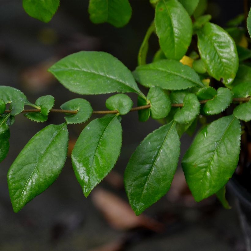 Zierquitte Kinshiden - Chaenomeles speciosa (Laub)