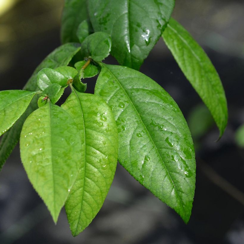 Japanische Zierquitte Eximia - Chaenomeles (Laub)