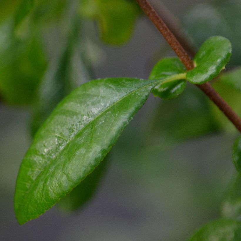 Zierquitte Friesdorfer - Chaenomeles speciosa (Laub)