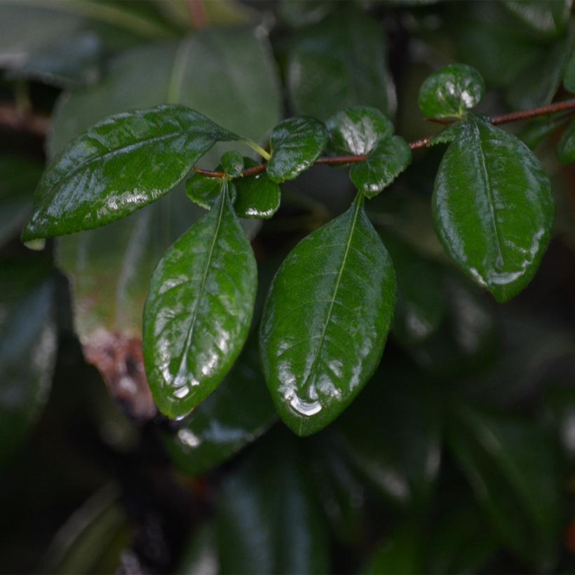 Zierquitte Hot Fire - Chaenomeles speciosa (Laub)