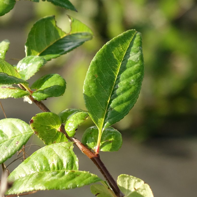 Zierquitte Mango Storm - Chaenomeles speciosa (Laub)